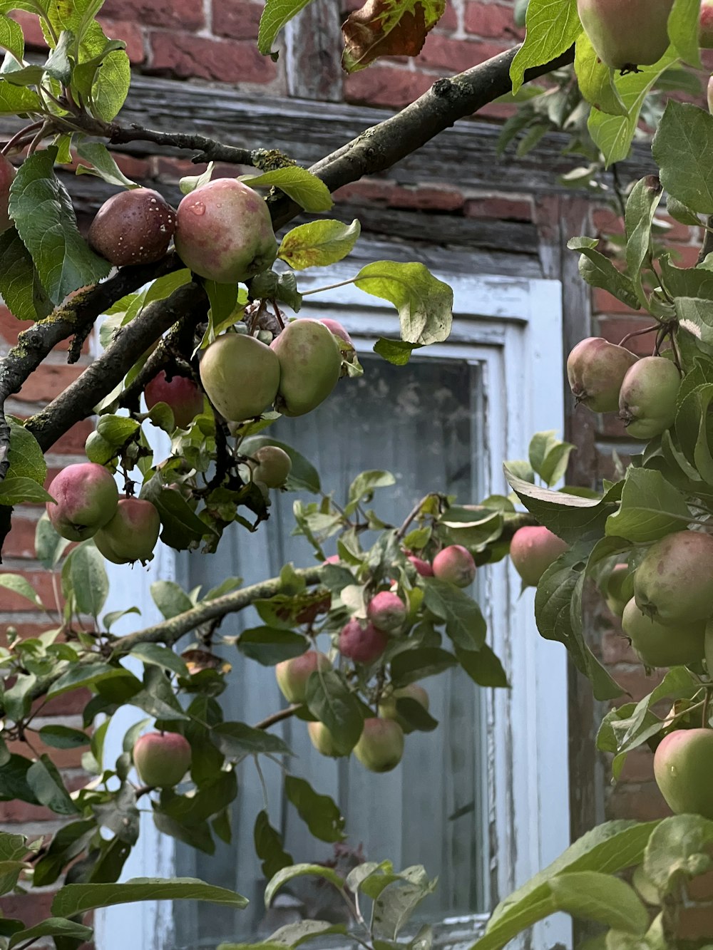 an apple tree in front of a brick building