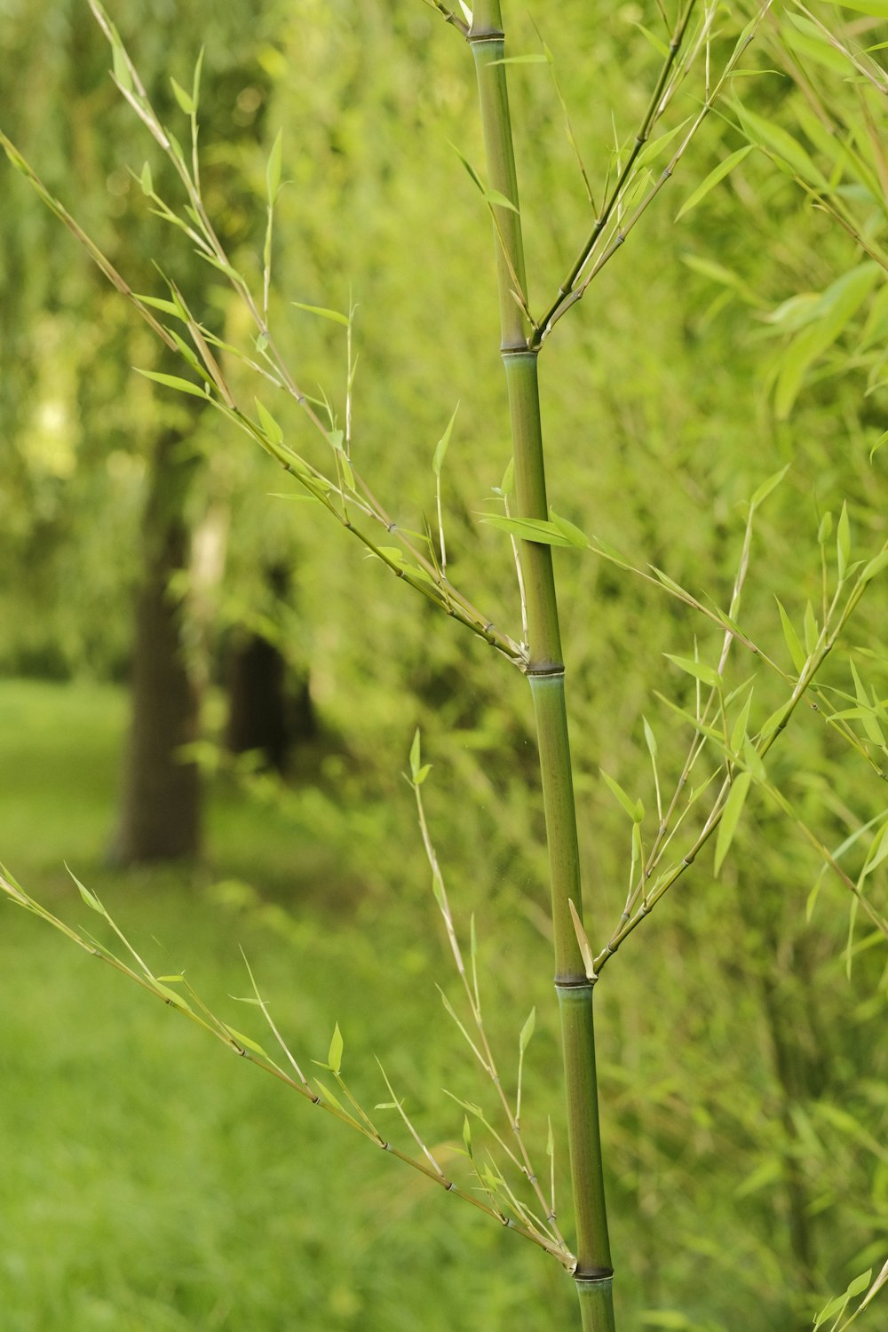 a bamboo tree in the middle of a grassy area