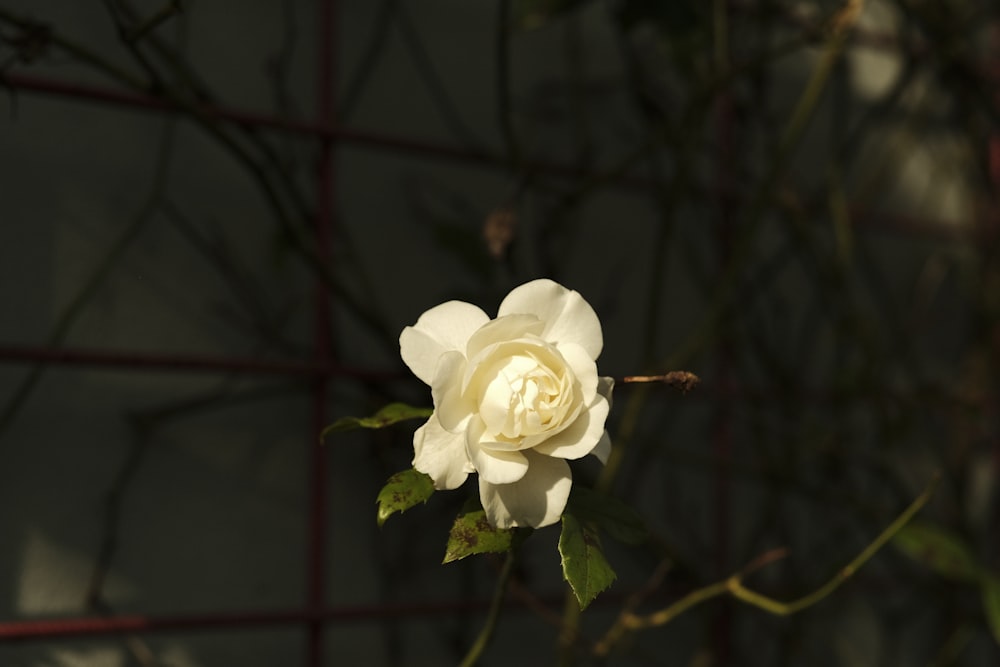 a white rose with green leaves on a branch