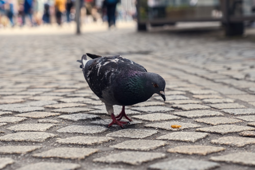 a pigeon is standing on a cobblestone street