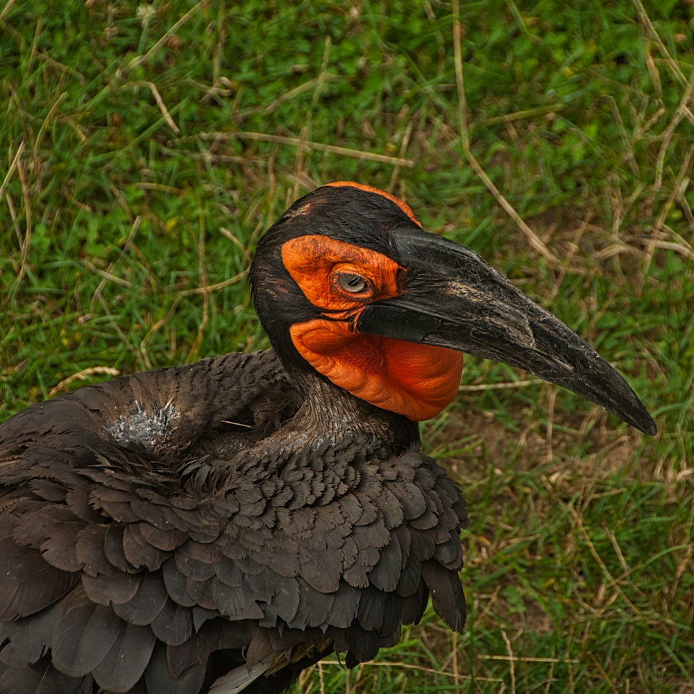 a black and orange bird standing in the grass