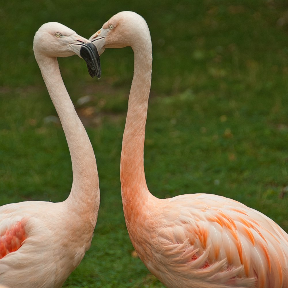 two flamingos standing next to each other in the grass