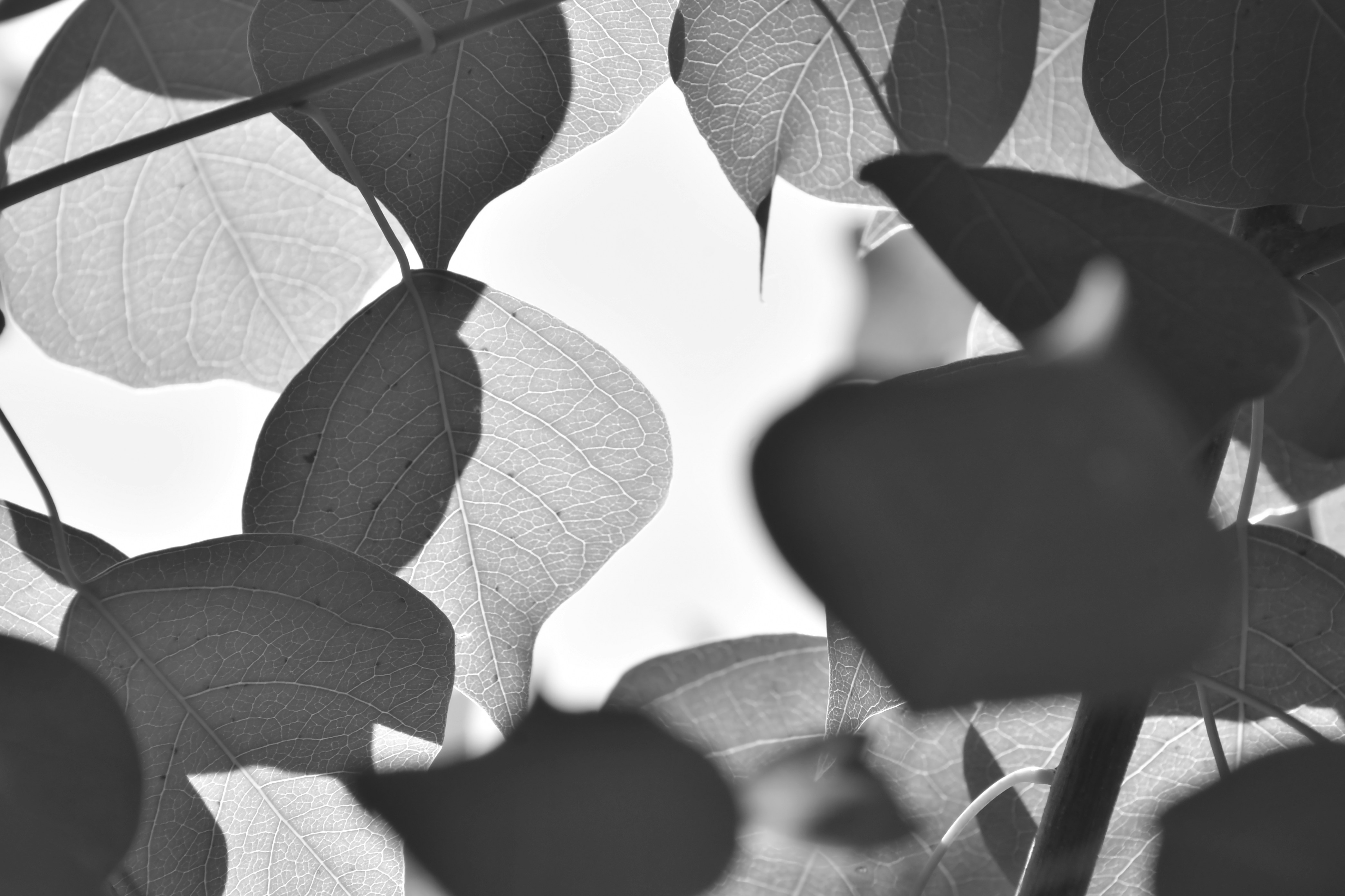 a black and white photo of some leaves