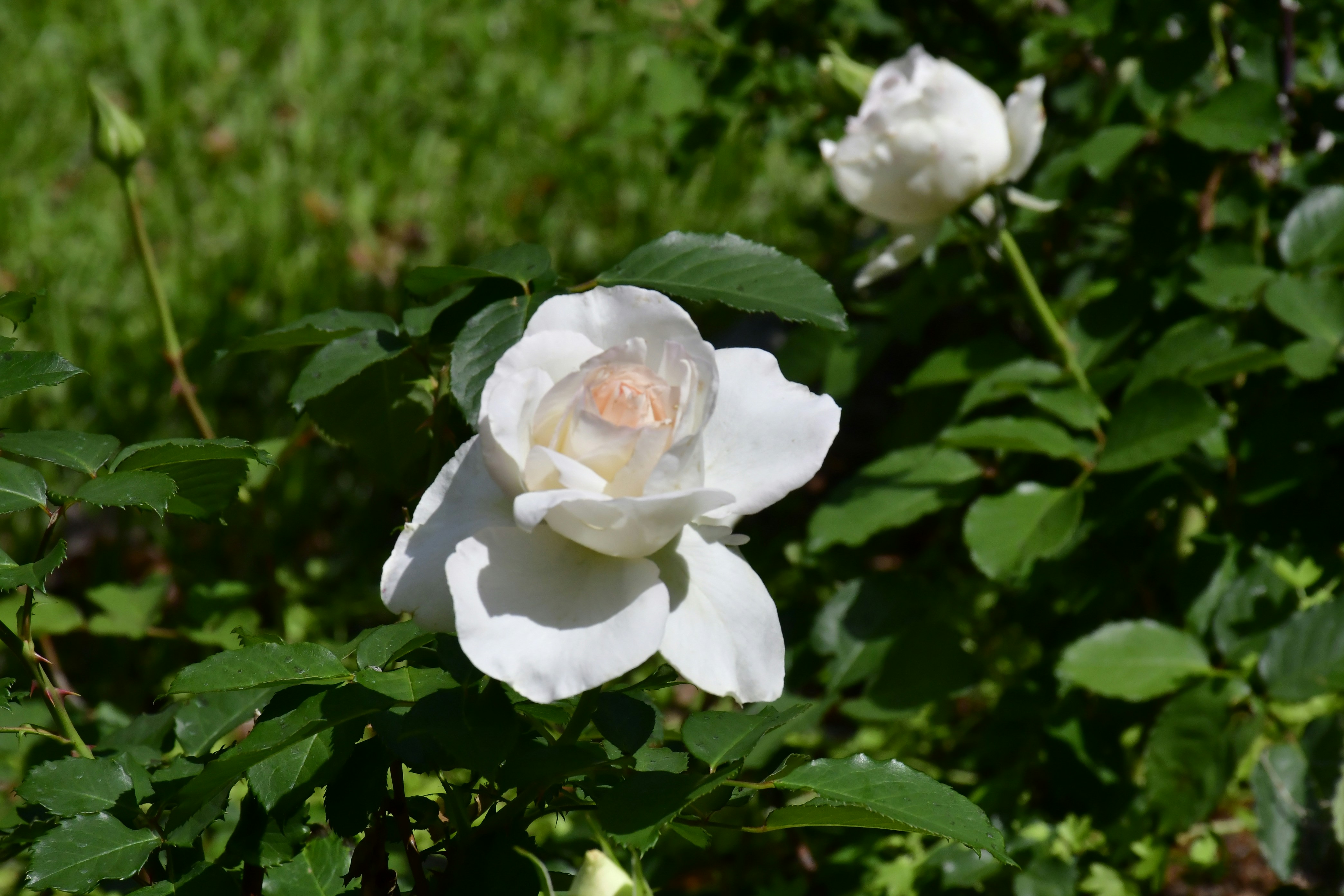 a white rose with a pink center in a garden