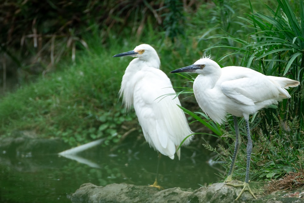 a couple of white birds standing next to each other