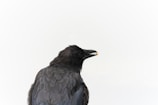 A large black bird, possibly a raven or crow, is seen with its back to the viewer against a plain, light-colored background. The glossy feathers have iridescent hues, and the bird is holding a small breadcrumb in its beak.