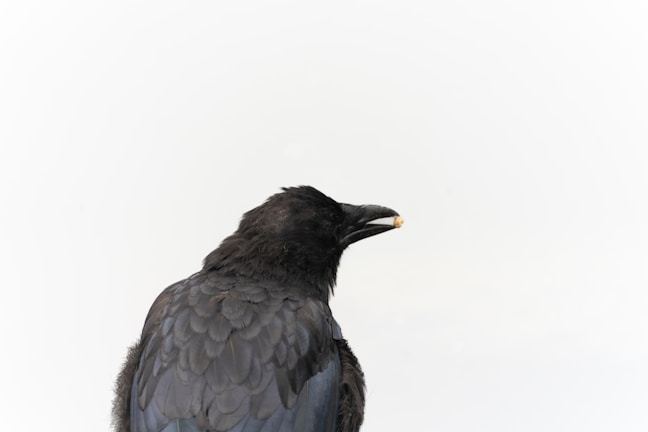 A large black bird, possibly a raven or crow, is seen with its back to the viewer against a plain, light-colored background. The glossy feathers have iridescent hues, and the bird is holding a small breadcrumb in its beak.