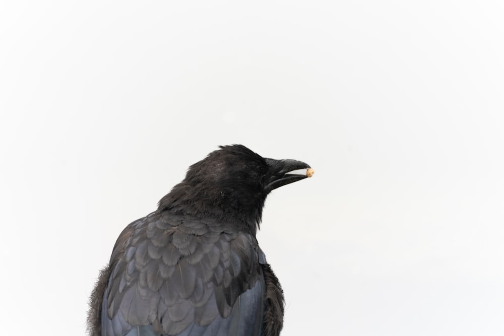 a large black bird with a yellow beak