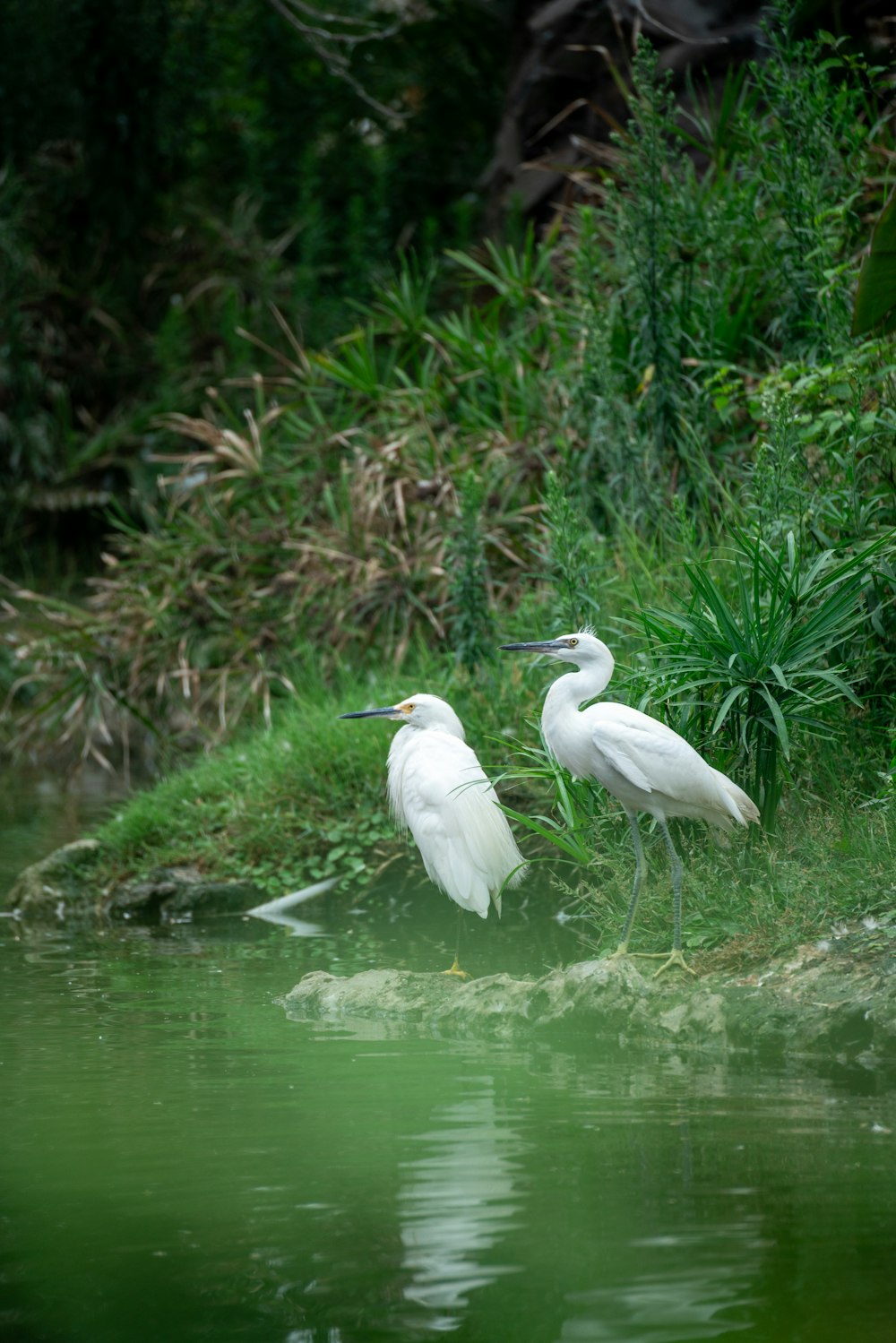 a couple of white birds standing next to a body of water