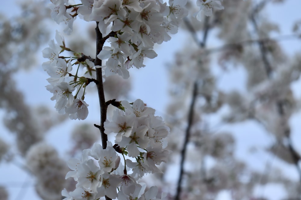 a close up of a tree with white flowers