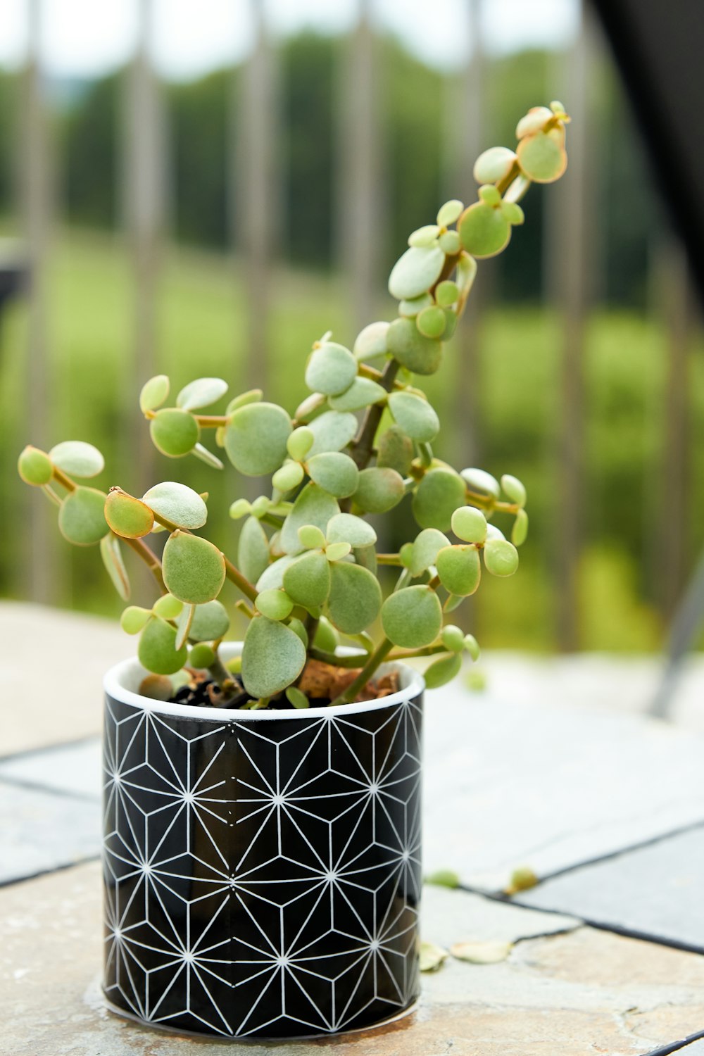 a potted plant sitting on top of a table