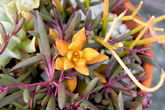 Close-up of colorful succulent arrangements in handcrafted pots on a wooden table.