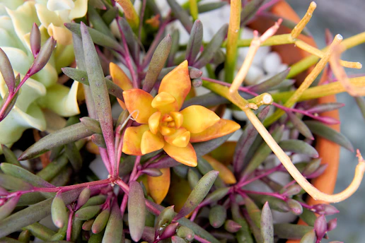 Close-up of colorful succulent arrangements in handcrafted pots on a wooden table.