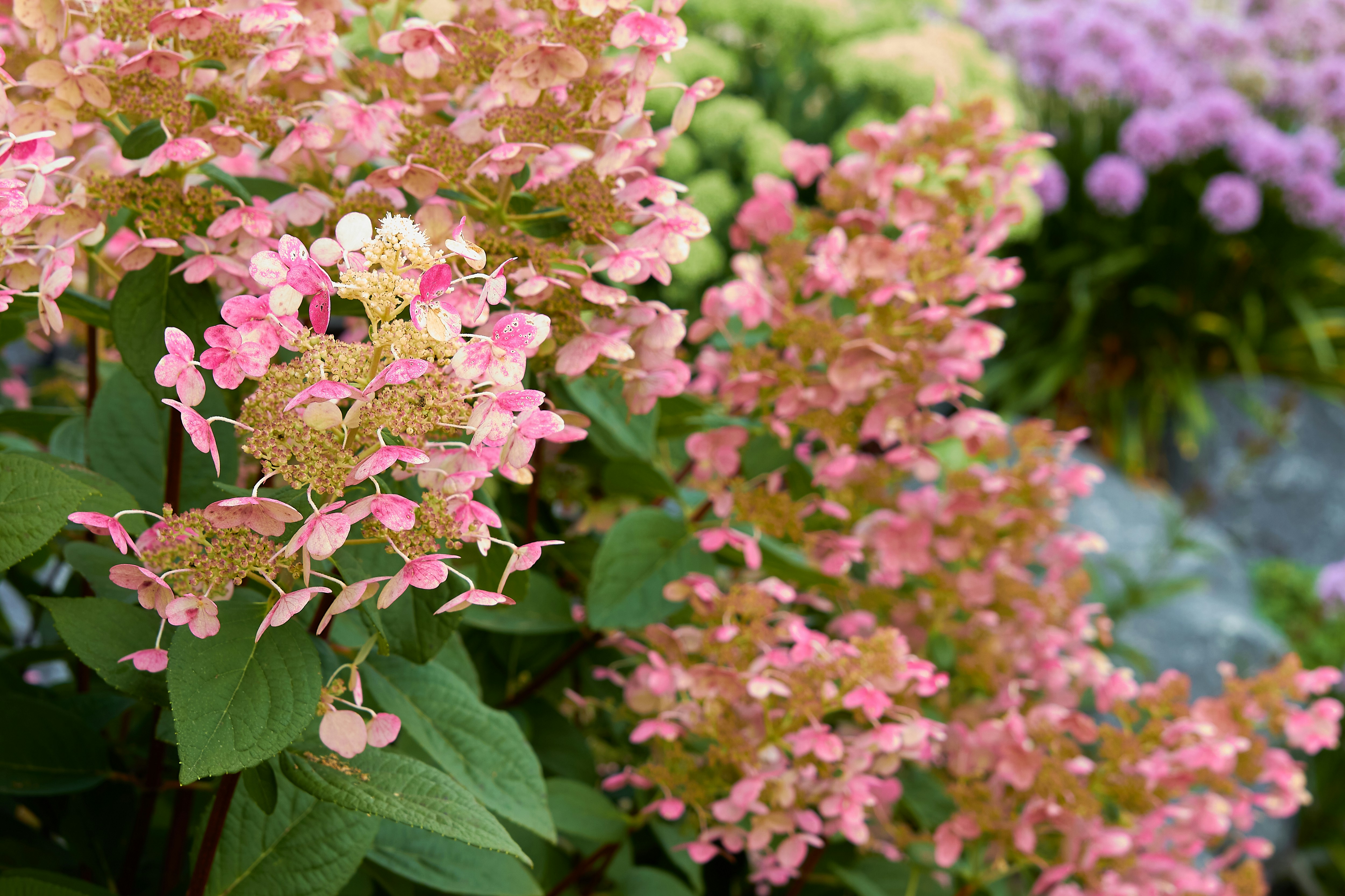 a bunch of pink and yellow flowers in a garden