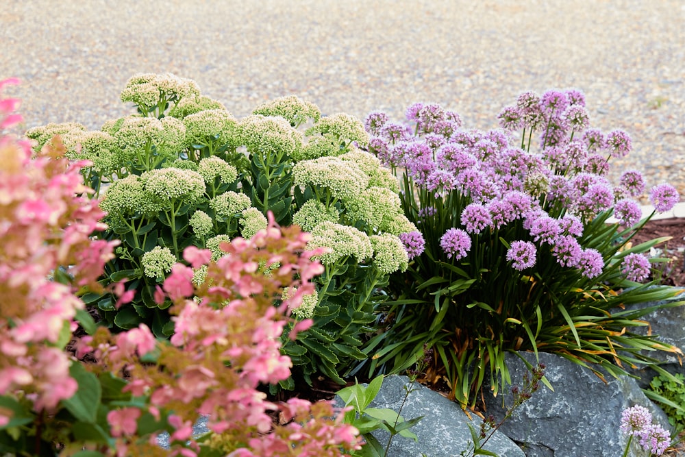 a bunch of flowers that are next to some rocks