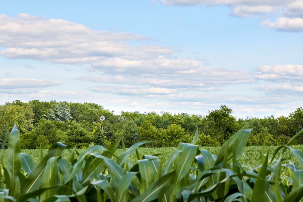 a lush green field with trees in the background