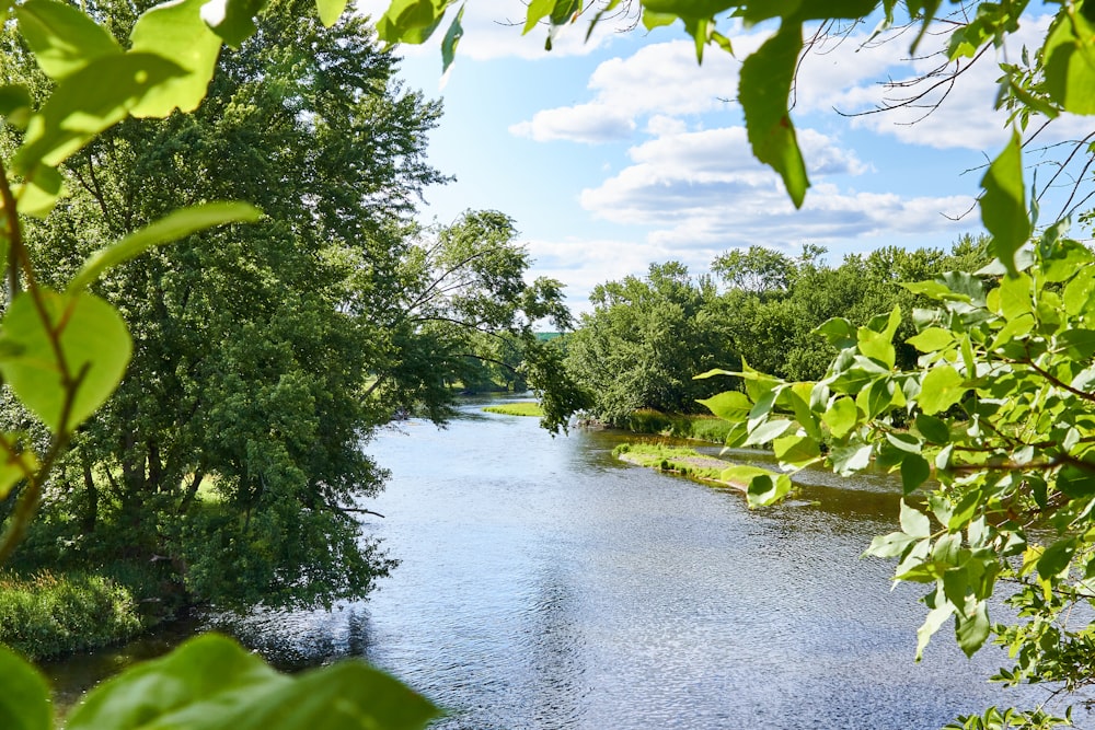 a river running through a lush green forest