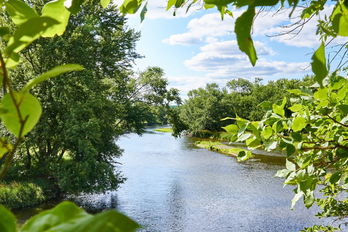 Wisconsin River running through a lush green forest in summer