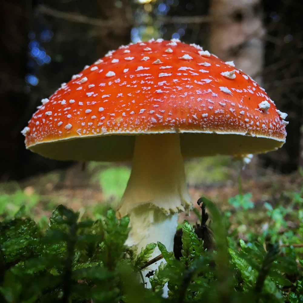 a close up of a mushroom in the grass