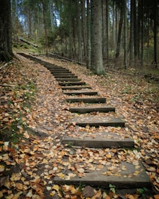 a set of stone steps in the middle of a forest
