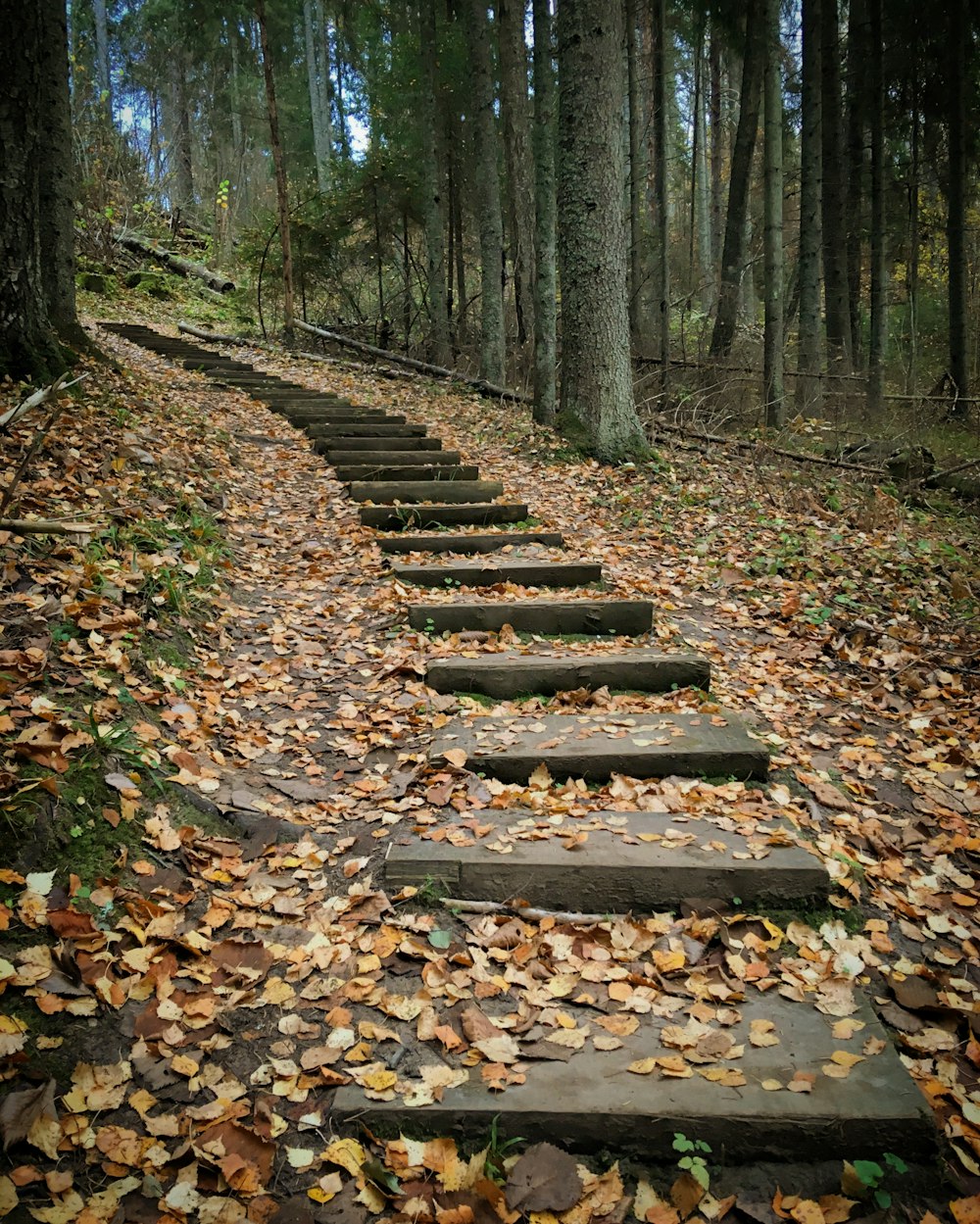 a set of stone steps in the middle of a forest