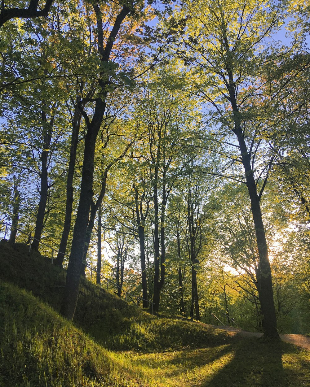 the sun shines through the trees in the forest