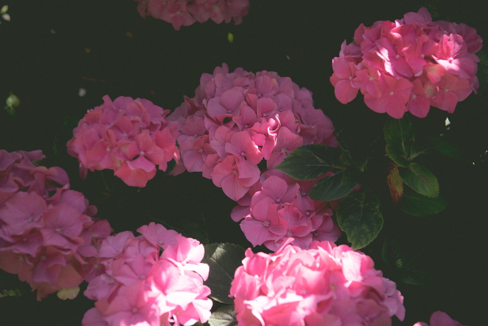 a bunch of pink flowers that are blooming