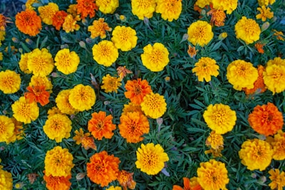 a bunch of orange and yellow flowers in a garden