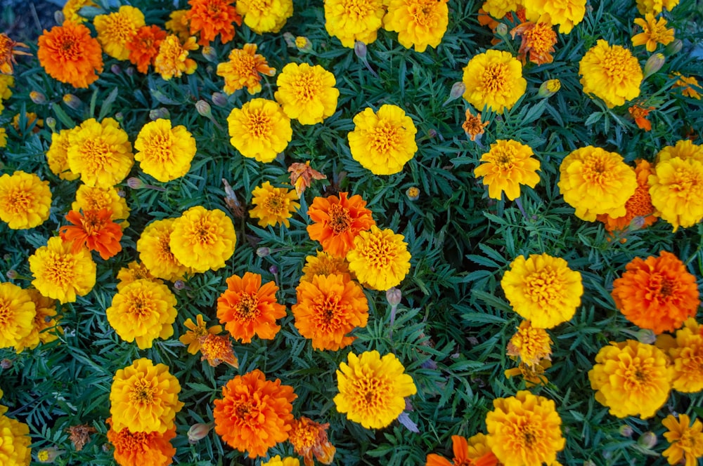 a bunch of orange and yellow flowers in a garden