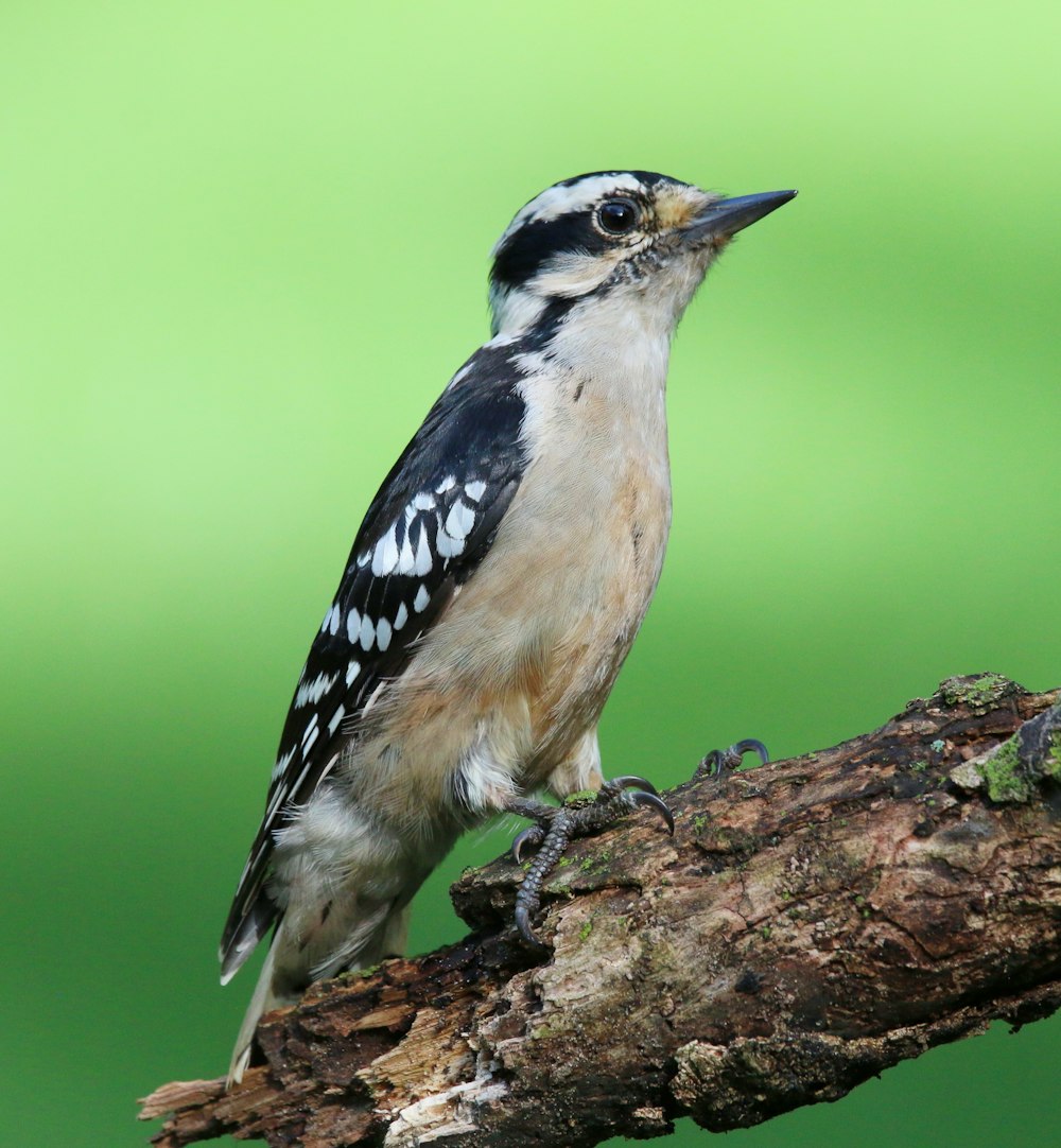 a small bird perched on a tree branch