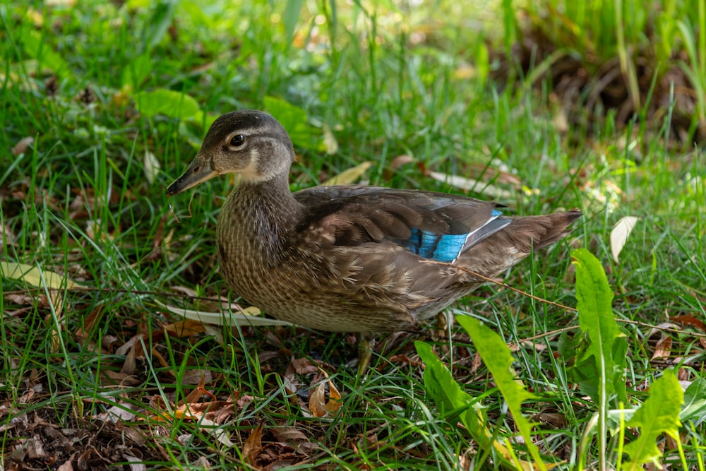 a duck that is standing in the grass