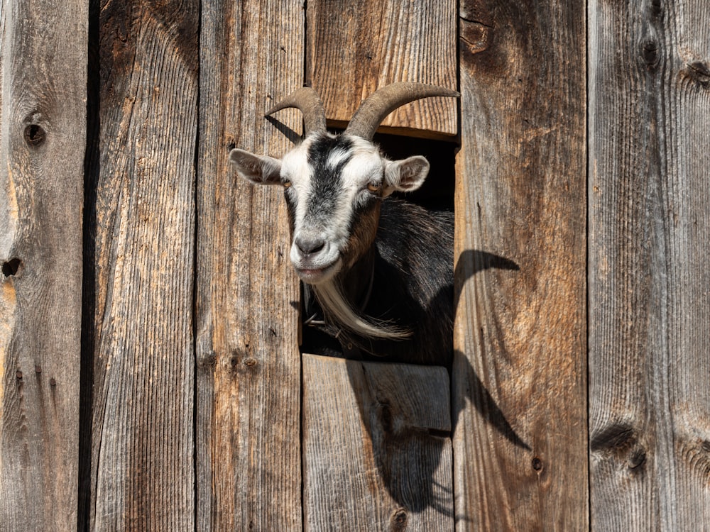 a goat sticking its head out of a hole in a wooden fence