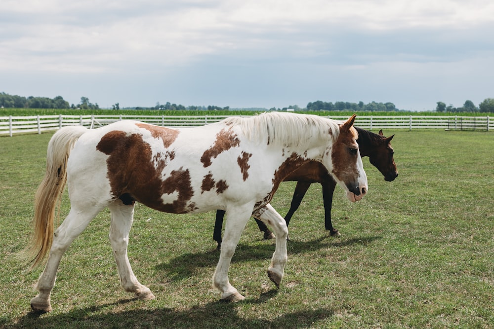 a brown and white horse standing next to a brown and white horse