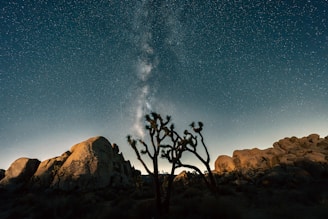 Under a vast, starry night sky, a desert landscape with distinct Joshua trees and large boulders creates a dramatic silhouette. The Milky Way is prominently visible, adding a sense of wonder.