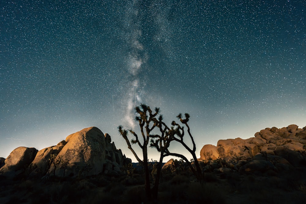 the night sky with stars above a joshua tree