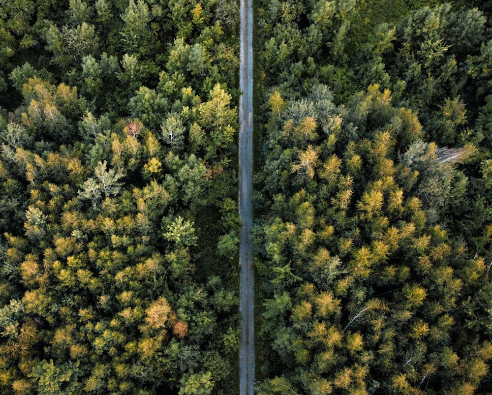 a road in the middle of a forest