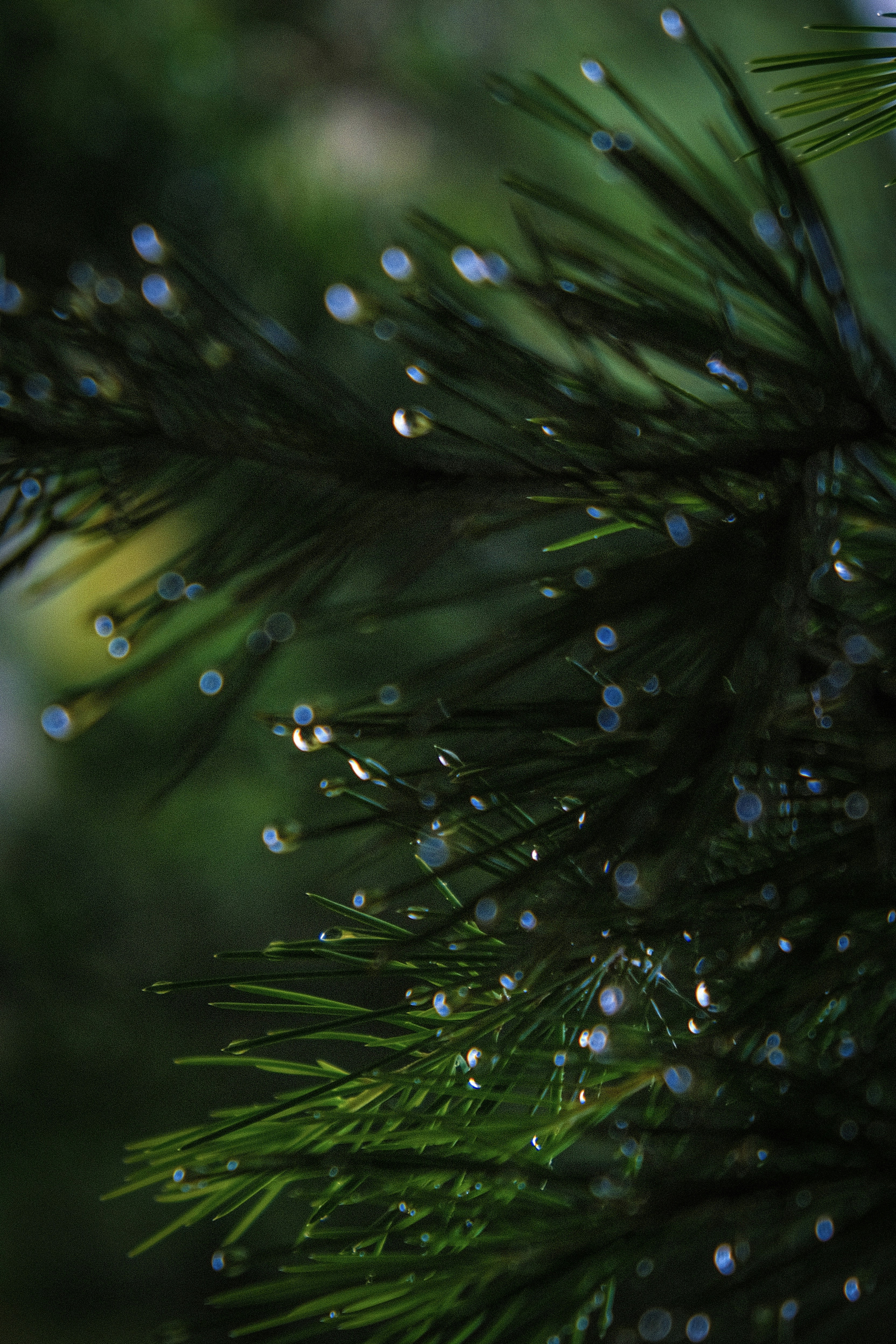 a pine tree with water drops on it