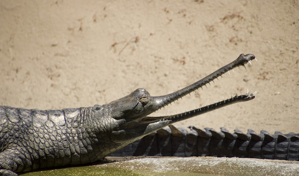 a large alligator laying on top of a pool of water