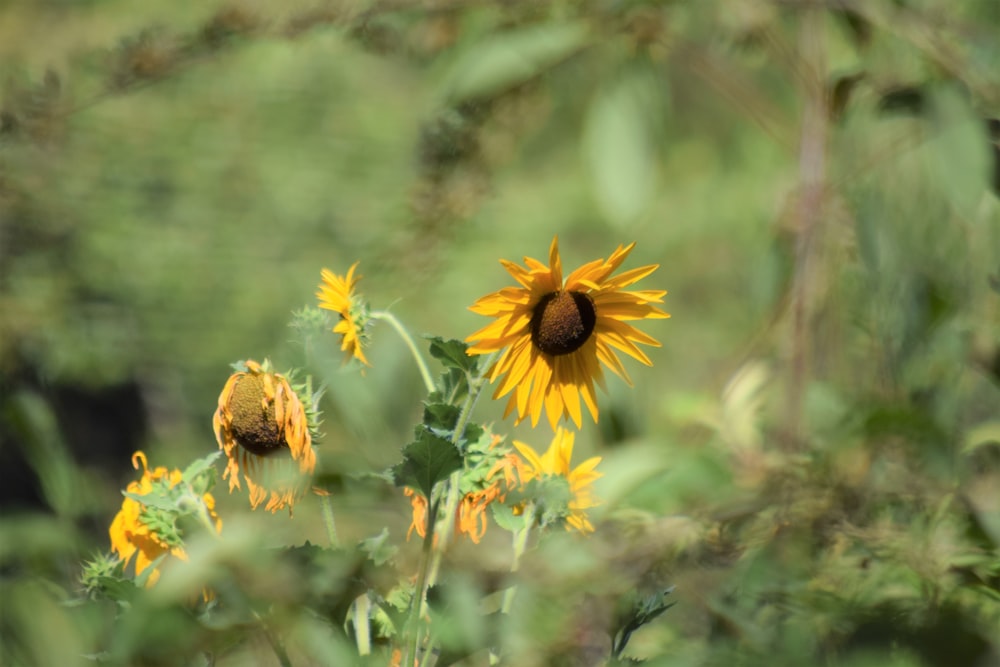 a sunflower with a bee on it in a field