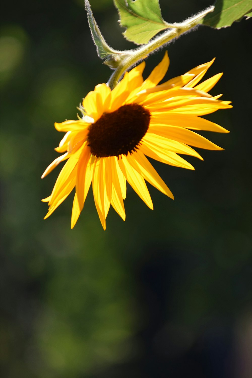 un tournesol jaune avec des feuilles vertes en arrière-plan