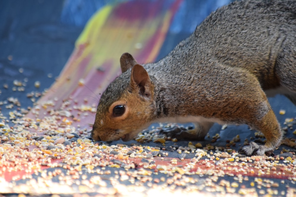 a squirrel eating seeds off of the ground