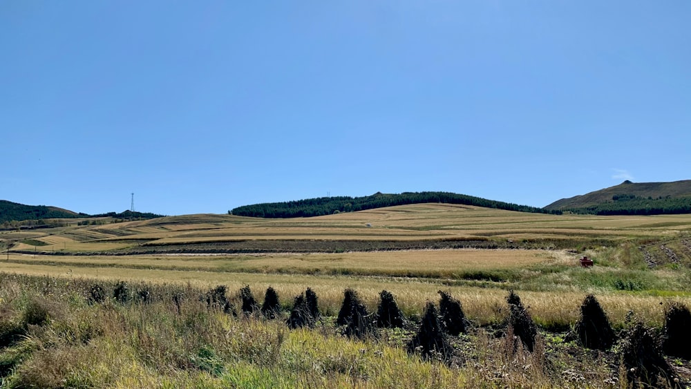 a field of grass with hills in the background