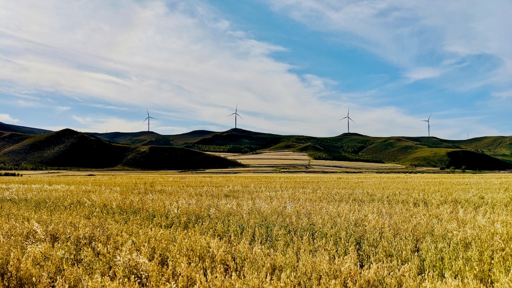 a field of wheat with wind turbines in the background