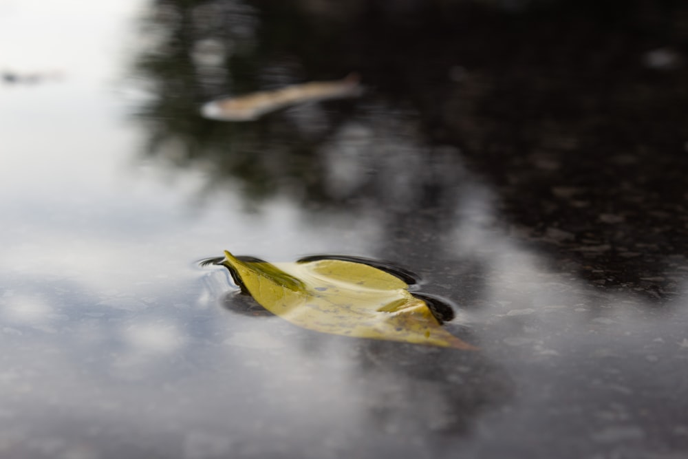 a yellow leaf floating on top of a body of water