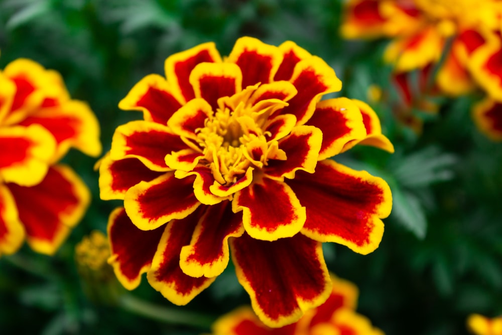 a close up of a red and yellow flower