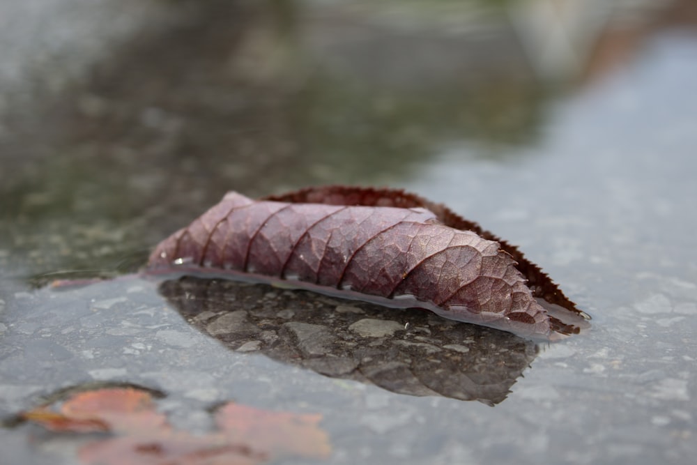 a leaf that is laying on the ground