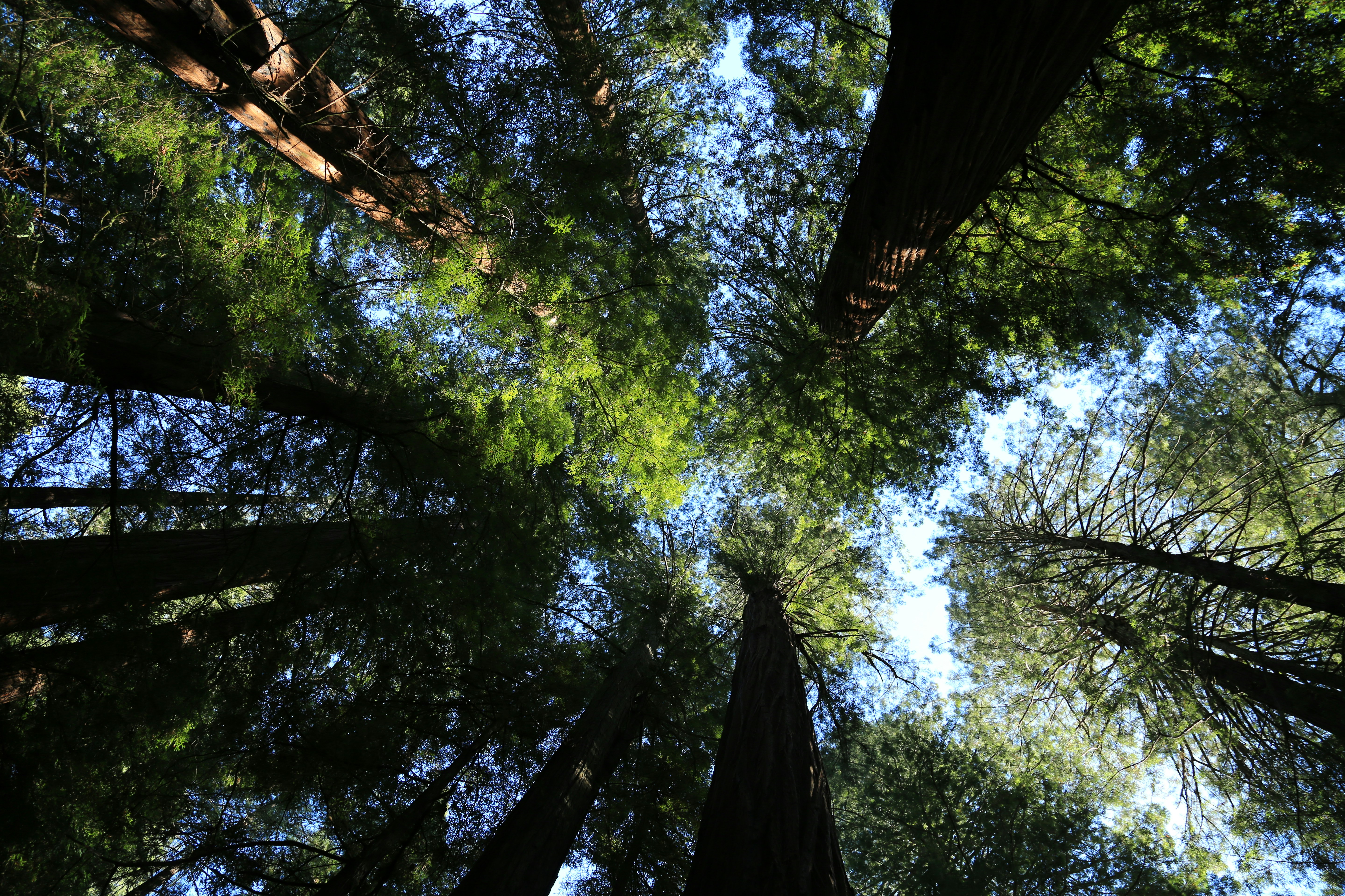 Photo by gyostimages