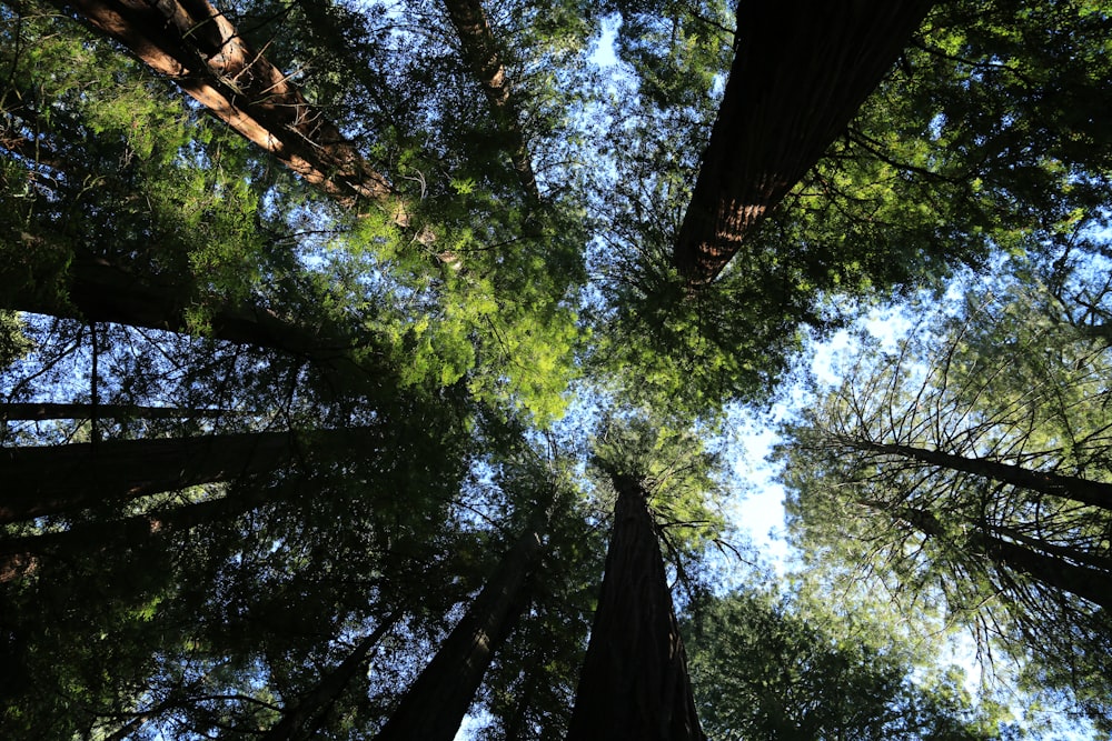 looking up at tall trees in a forest