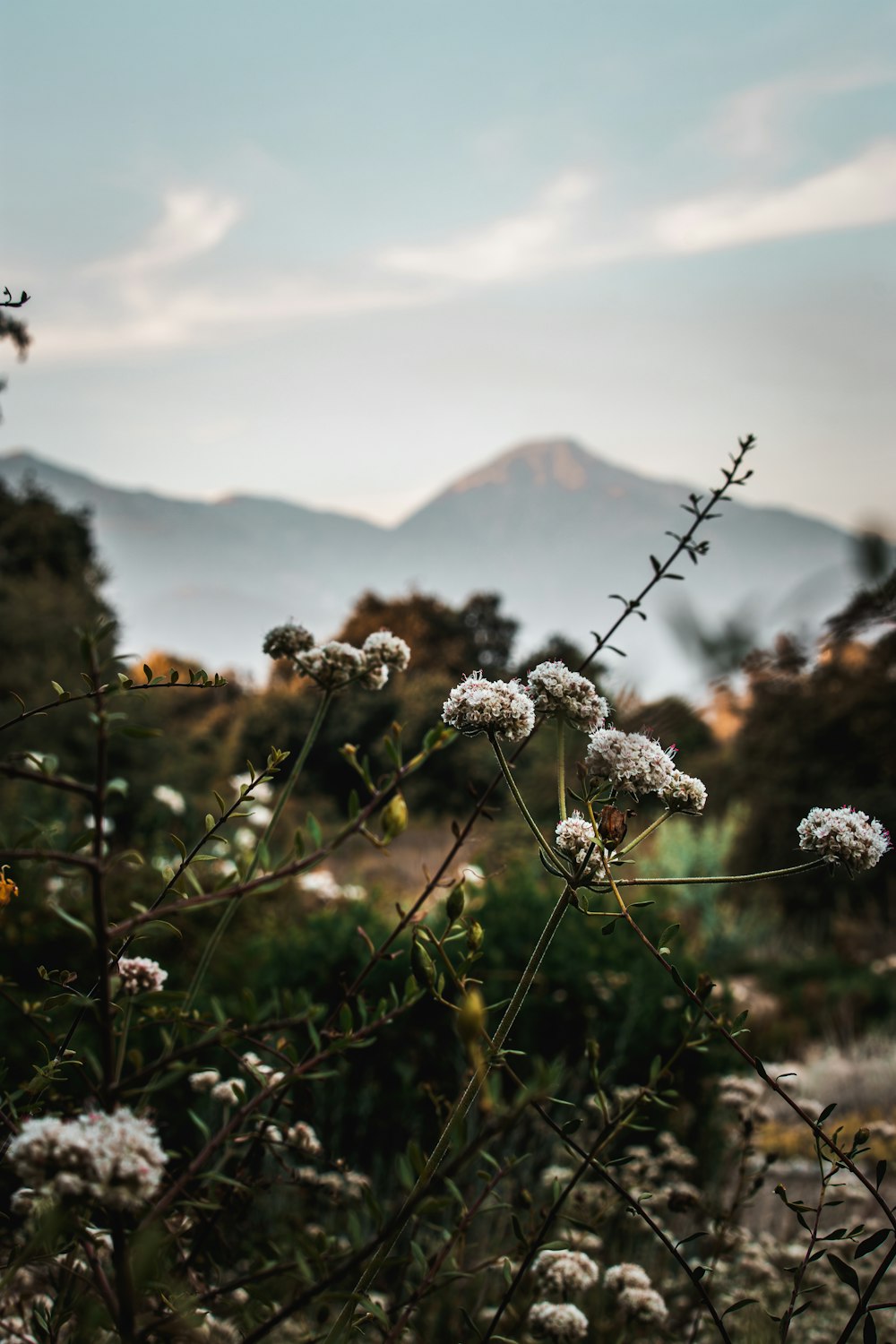 a field of flowers with mountains in the background