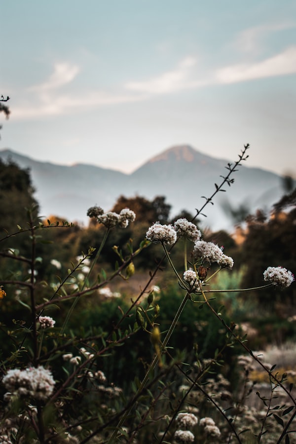 Summer wildflower meadow with mountain peaks